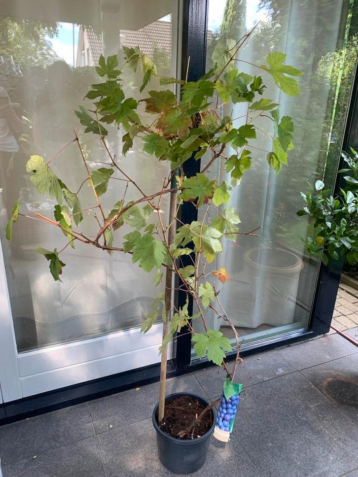 Vitis 'Boskoop Glory' Druif druiven plant, Tuin en Terras, Planten | Bomen, Overige soorten, 100 tot 250 cm, Volle zon, Bloeit niet
