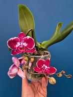 Phalaenopsis Wild Orchid p12 (3), Ophalen of Verzenden, Halfschaduw, Minder dan 100 cm