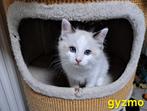 Kittens ragdoll, Dieren en Toebehoren, Katten en Kittens | Raskatten | Korthaar, Meerdere dieren, Gechipt, 0 tot 2 jaar