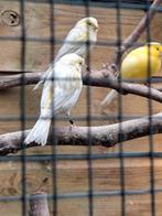Opaal geel agaat mozaïek kanaries, Dieren en Toebehoren, Vogels | Kanaries, Mannelijk, Kleurkanarie