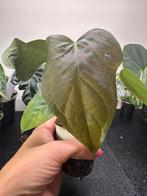 Anthurium queens of hearts, Huis en Inrichting, Ophalen of Verzenden, Overige soorten, Minder dan 100 cm