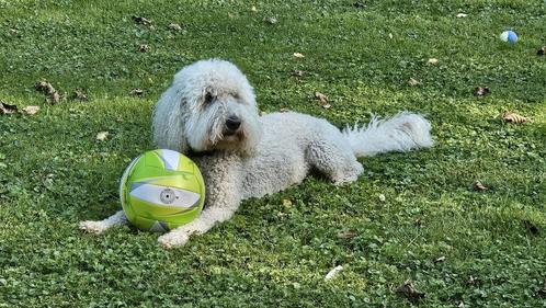 Vakantie oppasadres gezocht voor onze Goldendoodle, Dieren en Toebehoren, Hondenmanden, Gebruikt, Ophalen of Verzenden