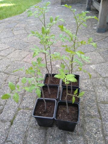 Zes Black Cherry tomaten plantjes. beschikbaar voor biedingen