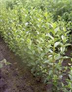 Liguster, Ophalen, Liguster, Minder dan 100 cm