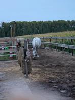 Nog 1 plek beschikbaar in onze kudde, paddock paradijs, Dieren en Toebehoren, Weidegang, 1 paard of pony