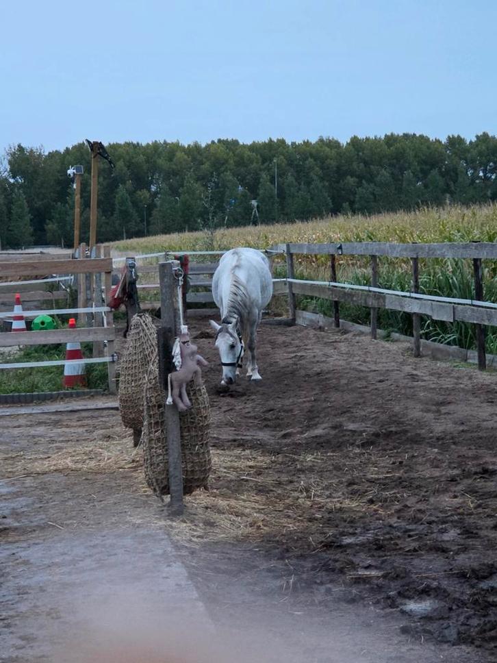 Nog 1 plek beschikbaar in onze kudde, paddock paradijs, Dieren en Toebehoren, Stalling en Weidegang, Opfok, Stalling, Weidegang