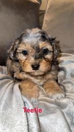 Maltipoo mini pups, Dieren en Toebehoren, Honden | Chihuahua's en Gezelschapshonden, Rabiës (hondsdolheid), Overige rassen, 8 tot 15 weken