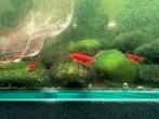 Vuurgarnalen neocaridina, Dieren en Toebehoren, Vissen | Aquariumvissen, Kreeft, Krab of Garnaal