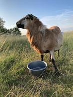 Maasduin ram schaap, Dieren en Toebehoren, Schapen, Geiten en Varkens, Mannelijk, Schaap, 0 tot 2 jaar