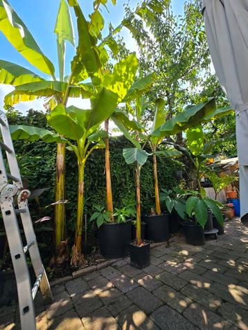 diverse soorten winterharde bananen planten beschikbaar voor biedingen