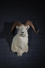 stone sheep steenschaap dalls sheep taxidermy opgezette, Ophalen, Gebruikt, Hert, Gewei of Kop