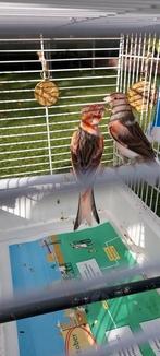 Harlekijn kanarie koppel van 2025, Dieren en Toebehoren, Vogels | Kanaries, Meerdere dieren, Kleurkanarie