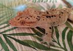 Wimpergekko man inktspot superdalmatian, Dieren en Toebehoren, Hagedis