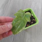 Philodendron Florida ghost stek, Huis en Inrichting, Kamerplanten, Ophalen of Verzenden, Overige soorten, Minder dan 100 cm
