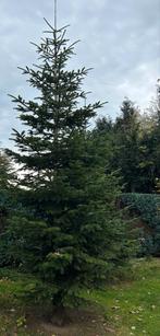 Nordmann Kerstboom - Zelf Zagen!, Ophalen, Volle zon, Overige soorten, 100 tot 250 cm