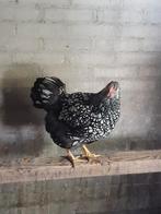 4 wyandotte haan/haantje, Dieren en Toebehoren, Pluimvee, Mannelijk, Kip