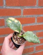 Hoya waymaniae 'Cloudy Sky', Ophalen of Verzenden, Overige soorten, Minder dan 100 cm