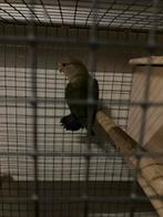 Agapornis, Dieren en Toebehoren, Vogels | Parkieten en Papegaaien, Geslacht onbekend, Dwergpapegaai of Agapornis