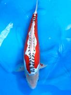 JAPANKOI van Yamayu HQ bijzonder mooi, met certificaat, Karper of Koi