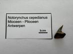 Notorynchus cepedianus (14), Verzamelen, Mineralen en Fossielen, Ophalen of Verzenden, Fossiel