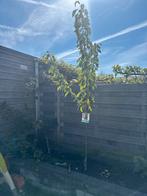 Jonge Kordia Kersenboom ongeveer 250cm, Tuin en Terras, Planten | Bomen, Overige soorten, Lente, 100 tot 250 cm, Ophalen