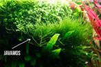 Aquariumplanten pakket: 10 porties Javamos, Verzenden, Zo goed als nieuw, Plant(en), Steen of Hout