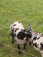 Mooie luxe jonge dekram, Mannelijk, Schaap, 0 tot 2 jaar