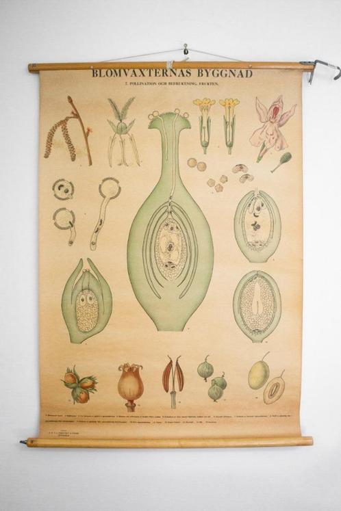 Vintage, brocante Zweedse schoolkaart, schoolplaat biologie, Antiek en Kunst, Antiek | Schoolplaten, Natuur en Biologie, Ophalen of Verzenden