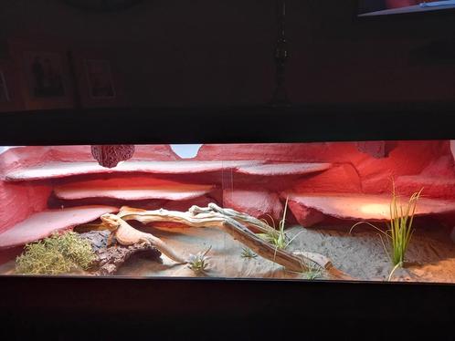 Baardagaam met terrarium ! Prijs bespreekbaar!, Dieren en Toebehoren, Reptielen en Amfibieën, Hagedis, Met terrarium, Tam