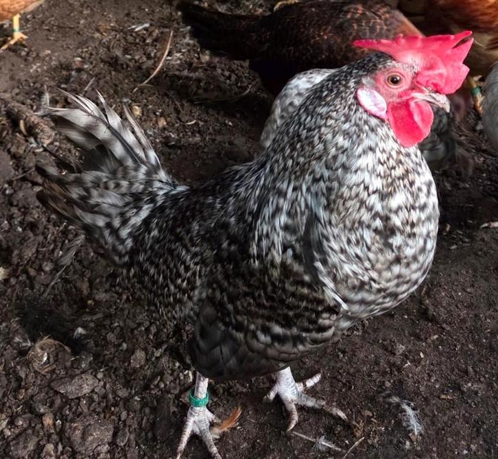 Friese kriel hoenders koekoek Parelgrijs Parelgrijskoekoek, Dieren en Toebehoren, Pluimvee, Kip, Meerdere dieren