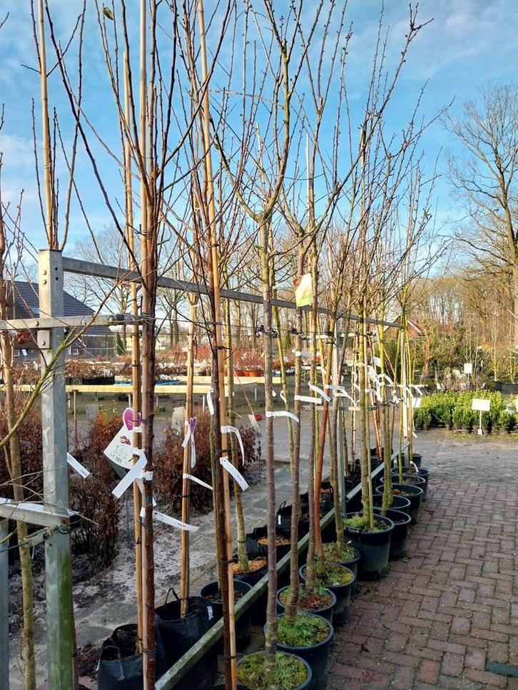 Hoogstam Fruitbomen - Appel, Peer, Pruim, Kers, Tuin en Terras, Planten | Bomen, Overige soorten, Volle zon, Ophalen