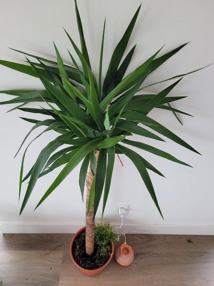 Yucca kamerplant - Mooie blikvanger!, Huis en Inrichting, Kamerplanten, Yucca, 100 tot 150 cm, Groene kamerplant, Halfschaduw
