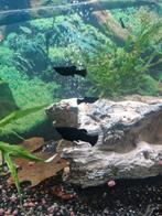 Jonge black mollies vrouwtjes sommige zwanger., Dieren en Toebehoren, Vis