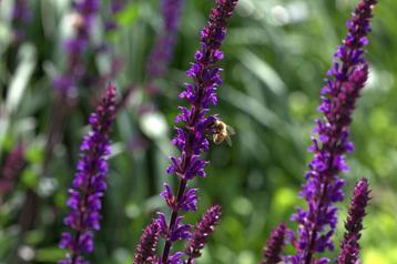 actie – 100 siergrassen & prairieplanten! beschikbaar voor biedingen