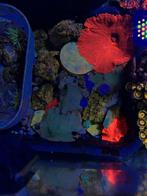 Verschillende kleuren oren beschikbaar(groen, blauw, rood), Dieren en Toebehoren, Vis, Zoutwatervis