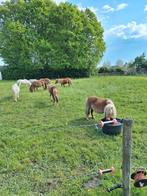 Gezocht weidegang voor dieren., Weidegang