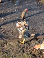 Jonge shamo, Mannelijk, Kip