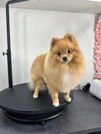 Pomeriaan reutje 9 maanden, Keeshond, 15 weken tot 1 jaar, Reu, CDV (hondenziekte)