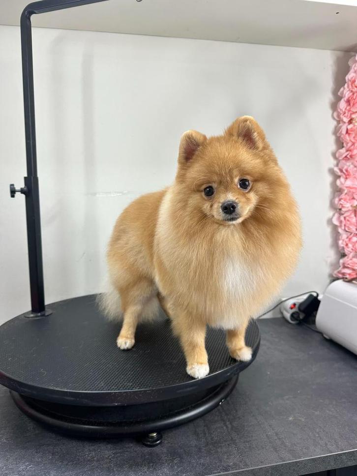 Pomeriaan reutje 9 maanden, Dieren en Toebehoren, Honden | Poolhonden, Keeshonden en Oertypen, Reu, Keeshond, Particulier, Eén hond