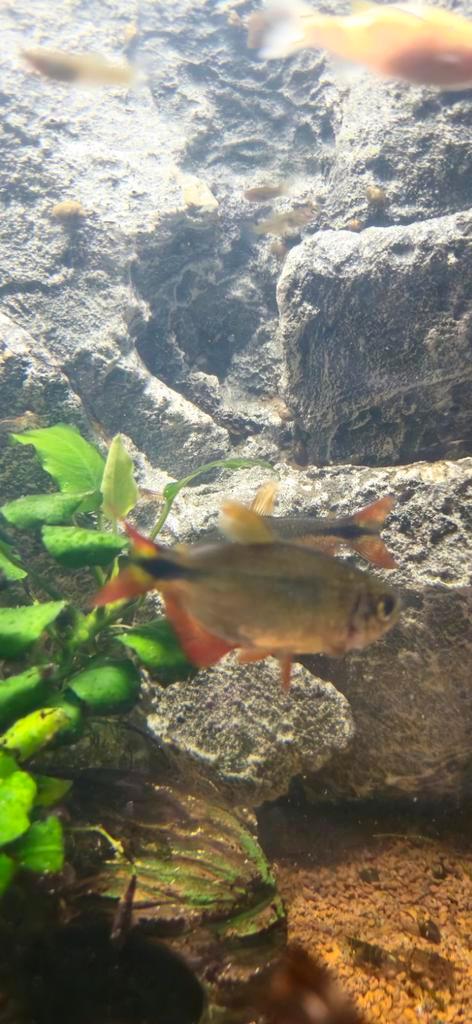 2x Buenos Aires Tetras, Dieren en Toebehoren, Vissen | Aquariumvissen, Vis