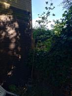 eik, Tuin en Terras, Overige soorten, Lente, 100 tot 250 cm, Ophalen