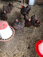 Wyandotte broedeieren, Dieren en Toebehoren, Pluimvee, Geslacht onbekend, Overige soorten