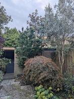 Japanse Esdoorn, Tuin en Terras, Planten | Bomen, Bloeit niet, Halfschaduw, 100 tot 250 cm, Overige soorten