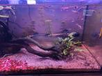 Endler guppen, Ophalen, Zo goed als nieuw, Gevuld zoetwateraquarium