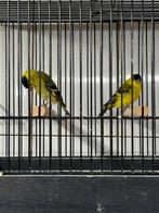 Te koop 3 yarrel sijzen, Dieren en Toebehoren, Vogels | Overige Vogels, Meerdere dieren