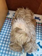 Oude Tommie knuffel van Sesamstraat 35 cm groot, Ophalen of Verzenden