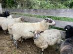 Schoonebeeker ram, Dieren en Toebehoren, Schapen, Geiten en Varkens, Mannelijk, Schaap