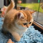 Brits / Britse korthaar kittens, raszuiver, gevaccineerd, Dieren en Toebehoren, Katten en Kittens | Raskatten | Korthaar, Meerdere dieren