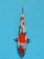 HQ Showa 23-27cm Conias Japan koi...., Karper of Koi