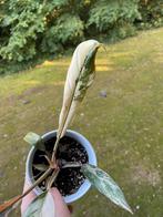 Philodendron Caramel Marble Variegata, Ophalen of Verzenden, Overige soorten, Minder dan 100 cm